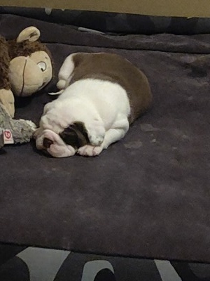 "Benelli"