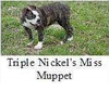 Triple Nickel's Miss Muppet