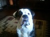 Apollo (''Wrinkles'')
