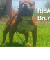 RicAli's Bruno